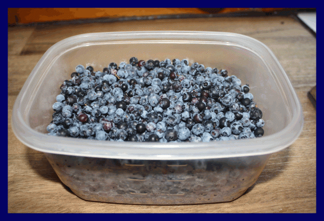 summer blueberries framed