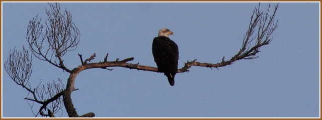 Bald eagle on dead pine